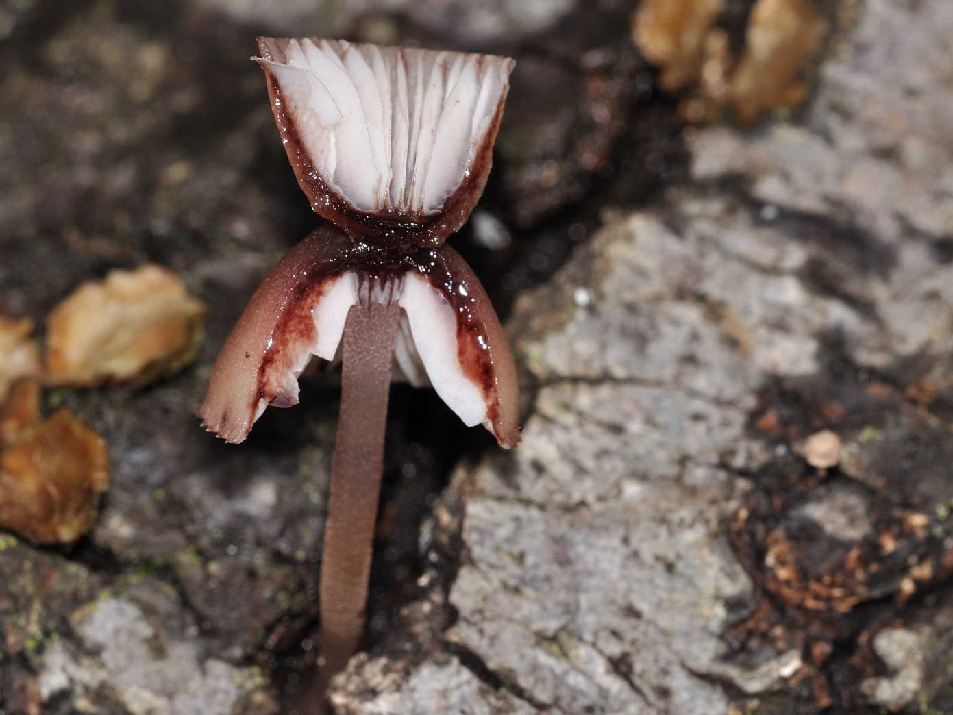 Mycenaceae - Mycena hematopus conferma